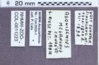 Etiketten zu Ludioschema melanurum (NHMW-ZOO-COL-0011223)